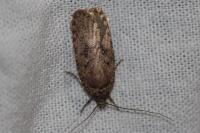 Agonopterix ciliella/heracliana