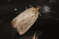 Agonopterix
