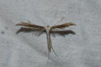 Emmelina monodactyla