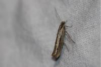 Ypsolopha ustella