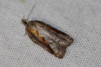 Acleris cristana