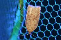 Acleris ferrugana/notana