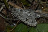 Diurnea fagella