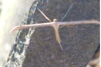 Emmelina monodactyla