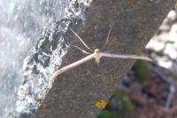 Emmelina monodactyla