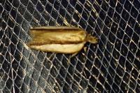 Acleris hastiana