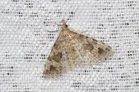 Alucita hexadactyla