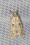 Diurnea fagella