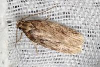 Depressaria