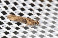 Scrobipalpa costella