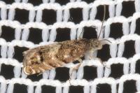 Pammene splendidulana