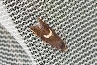 Grapholita lunulana