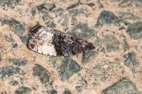 Hedya pruniana