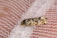 Aethes williana