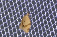 Clepsis consimilana
