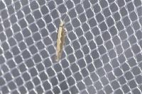 Plutella xylostella