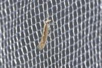 Plutella xylostella