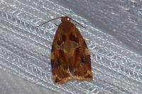 Archips xylosteana