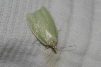 Tortrix viridana