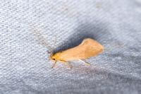 Crassa tinctella