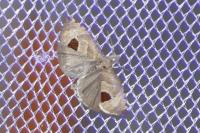 Notocelia uddmanniana
