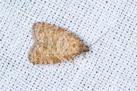Isotrias stramentana