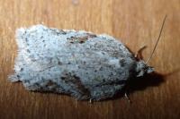 Acleris logiana