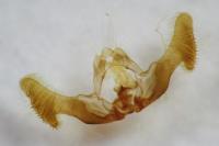 Eucosma gr. cana