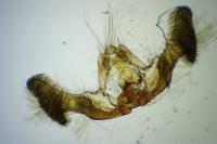 Eucosma gr. cana