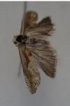 Eucosma gr. cana