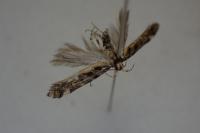 Aristotelia ericinella