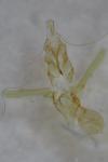 Helcystogramma lutatella