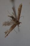 Helcystogramma lutatella