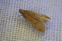 Helcystogramma lutatella