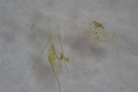 Eteobalea