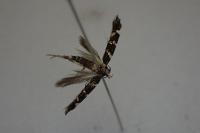 Eteobalea