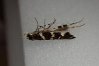 Eteobalea