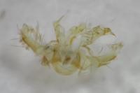 Lecithocera nigrana