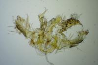 Lecithocera nigrana