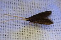 Lecithocera nigrana