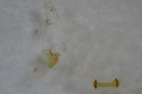 Bryotropha domestica