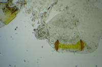 Bryotropha domestica