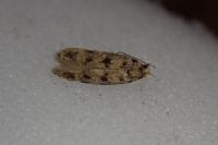 Bryotropha domestica