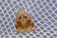 Archips crataegana