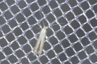 Coleophora