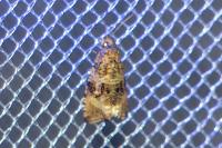 Celypha lacunana
