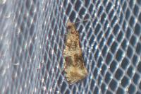 Celypha lacunana