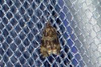Celypha lacunana