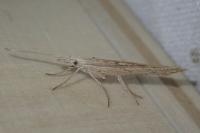 Ypsolopha mucronella