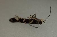 Eteobalea intermediella